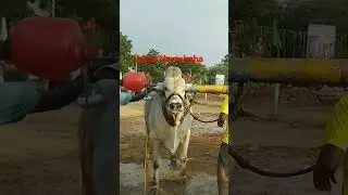 🐹Veera Narasimha on fire 🔥 RK bulls vetapalem