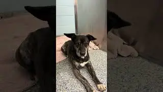 Trapping dogs ! Animal Rescue! No one left behind! #lostdog #animalrescue #dog 