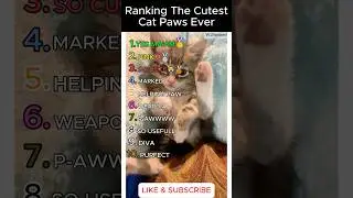 Ranking The Cutest Cat Paws Ever! 🥺🐾 #funny #cat #entertainment #fun #ranking #cute #comedy