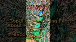 6 Mind-Blowing Facts About Peacocks You Didn&rsquo;t Know!#peacockfacts#mindblowinganimals#wildlifesecrets