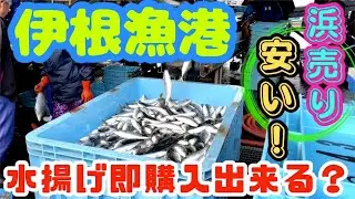 『実食』伊根漁港の水揚げ作業行ってみた！