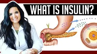 WHAT IS INSULIN │ Gauge Girl Training