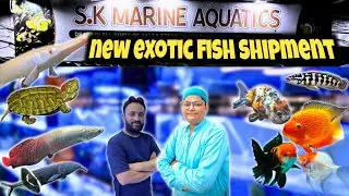 New Exotic Fish Shipment at S.K Marine Aquatics | Rare Aquarium Fish & Turtles Arrived!