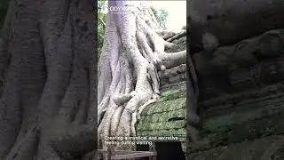 Ta Promh Temple - One of the Most Unique Angkor Ruins #cambodia  #asia  #southeastasia