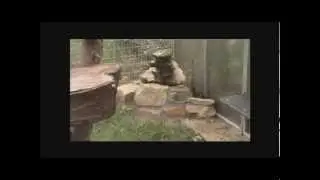 Support Adoption For Pets Grant