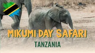 Zanzibar Day Safari to Mikumi | Wild Lions, Giraffes & Real African Adventure with ExploreZanzi.com