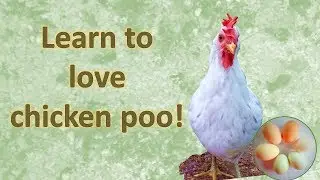 Learn to love chicken poo! The easy way to get free garden fertiliser.