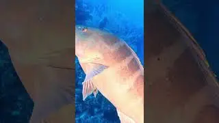 Short: Scuba Diving Belize 2021 Lighthouse Wall