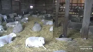 Farm Sanctuary Sheep Barn   EDITED 3 Sheeple's in Sick Bay late day 1142026 explore.org