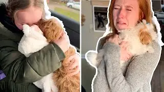 Heart-Melting Puppy Surprises: Emotional Moments || Heartsome 💖