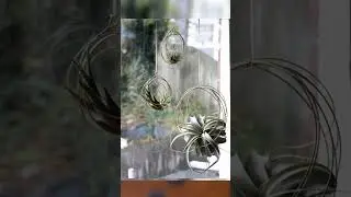 Most Amazing Air Plant Display Ideas#viral #shorts #airplants #trending #shutup #utubeshorts #plants