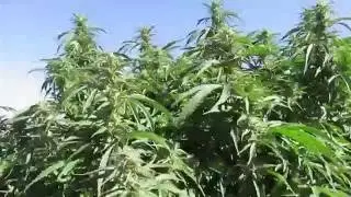 Washington State marijuana farm tour