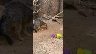Animal Enrichment with our Gray Fox #desertmuseum #grayfox #sonorandesert #enrichment