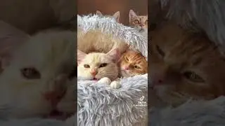 #cat #loveca 💕✨