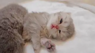 Котенок притворяется спящим, но удивляет хозяина &mdash; такой милый!