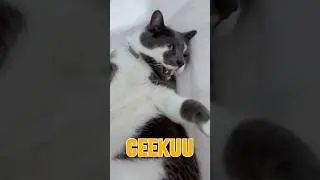🐾 Ceekuu&rsquo;s Paw Adventures