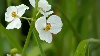 Marmalade Hoverfly Visits Threeleaf Arrowhead Flowers for Nectar & Pollen 240fps