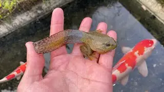 Saving Priceless KOI From Pond Invaders!!