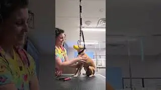 Calmly doing this nervous dog's nails. 