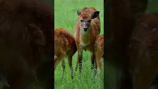Pure Magic in the Wild ✨🦌 #shorts #nature