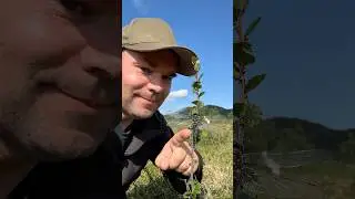 Terveiset Kilpisj&auml;rvelt&auml;. Tundrakiiltokorennon valtakunnasta.