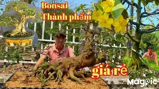 Quân Nguyễn 0936488500 Gl mai vàng bonsai, thành phẩm chơi xuân giá rẻ tại ĐT 
