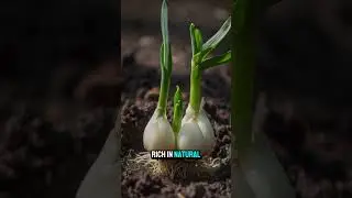 Timelapse shows White Onion growing from moist soil #shorts #timelapse #onion