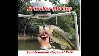 Fountainhead Regional Park bass fishing - 18