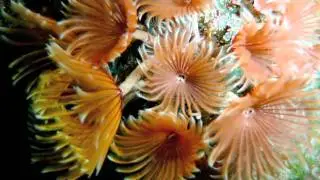 The Life of a Marine Biologist: Coral reefs of Curacao