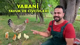 🐔 Yabani Tavuk Civcivleriyle Geri Geldi! 😱 - Otların İçinde Gizli Kuluçka & Civciv Çıkımı - Çiftlik