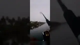 barramundi fish on crazy shrimp 🦐 more than 6kg