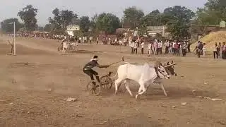 किटाडी शंकरपट 2024  kitadi shankarpat 2024