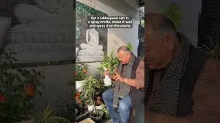 How to remove insects from plants