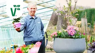 Obstgarten auf dem Balkon! Welche Obstb&auml;ume sind ideal f&uuml;r den Balkon? - Volkers Gartenwissen