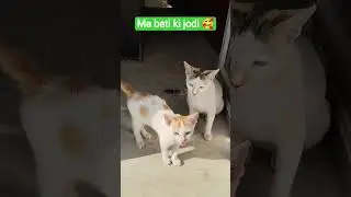 #ma and beti ka love 😘😘😘 #kitten 😘😘😘😘😘😘#kitty 😘😘#memes #funny #youtubeshorts #trending #comedy #cat