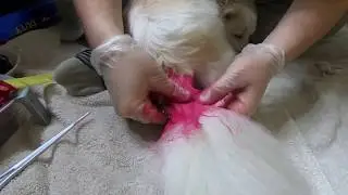 Coloring my Pomeranian's tail with an Ombré effect using Arctic Fox hair color