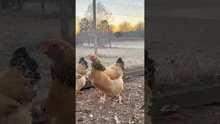 Метод глубокой подстилки для курятников