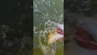 Largemouth Bass Are SO AGGRESSIVE! #shorts #largemouth #bassfishing #largemouthbassfishing