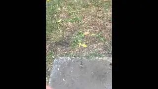 Dog barks at  Grapefruit