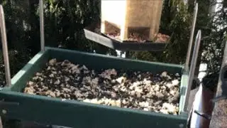 Hungry Bird Feeder Cam | Winter Action | Sparrows Doves & Cardinals
