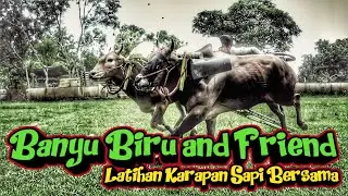 Latihan Karapan Sapi Bersama - BANYU BIRU and FRIEND