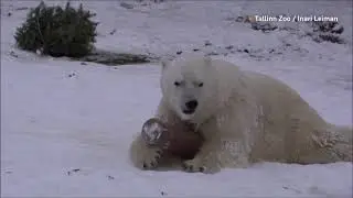 Animals enjoy snow at Tallinn Zoo