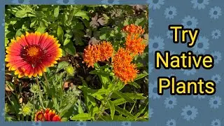 Planting up my Front Yard