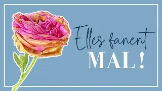 Roses fanées: ces rosiers qui gâchent le jardin! (et ceux qui restent beaux)