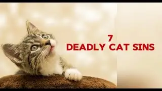 7 DEADLY CAT SINS&hellip;