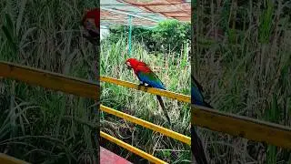 Exploring Indore Zoo Aviary ।। पक्षी विहार 🦜 #shorts #zoo