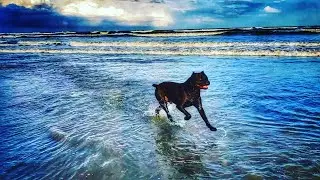 Cane Corso puppies first time at the beach 🏖