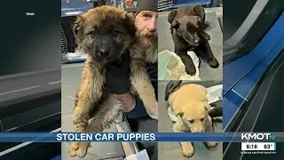 Meet Hijack, Thelma and Louise: the #StolenCarPuppies at Turtle Mountain Animal Rescue