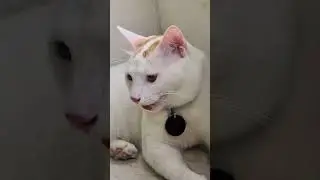 Leo Panting Like a Puppy After Playtime #LeoTheCat #PlayfulLeo #FunnyCat #CuteCat #PetLeo #PetLover