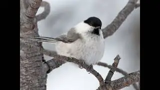 Willow Tit